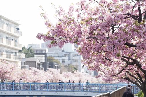 Japan　おいしかったダール豆カレーと木場・大横川の河津桜　～ミツバチばあやの冒険～