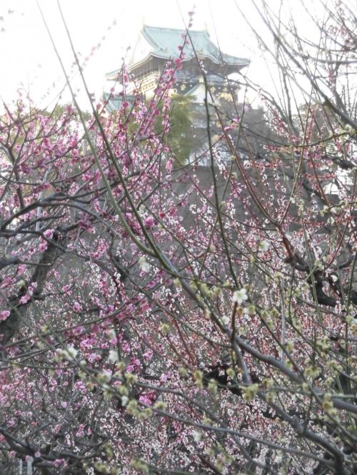 大阪城の梅林
