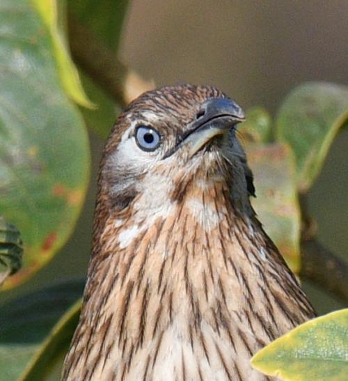 2023.2ネパールバードウォッチング旅    第6日目　ポカラからカトマンズへ　探鳥編