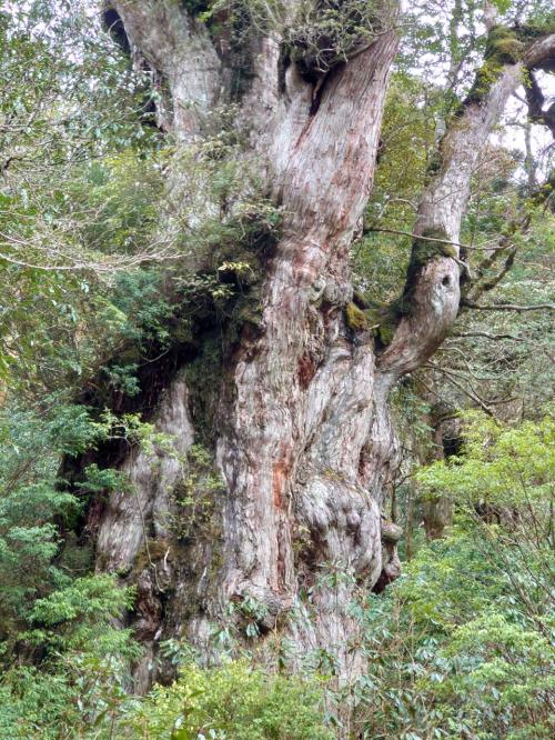 世界自然遺産登録から30年、屋久島への旅