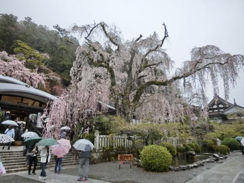 約600本の桜のトンネル「甚六桜」と流れ落ちる樹齢400年のしだれ桜「身延山久遠寺」＆山梨の人気店「ほうとう蔵 歩成」