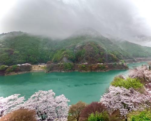 桜満開の吉野郡川上村