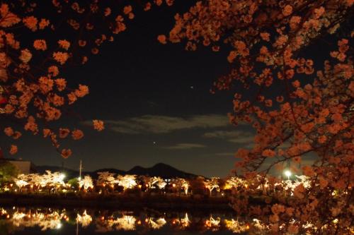 今が見頃。高田千本桜のライトアップ　2023.3.28＠大中公園