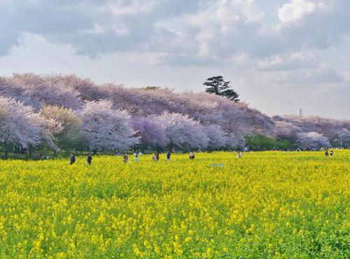 2023年桜開花状況&#9825;権現堂桜堤