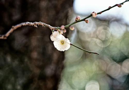 Japan　梅を見に湯島天神から小石川植物園へ　～ミツバチばあやの冒険～