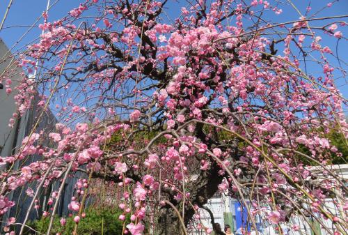 2023春、名古屋市農業センター枝垂れ梅(1/7)：梅の街路樹、呉服枝垂れ、緑咢枝垂れ