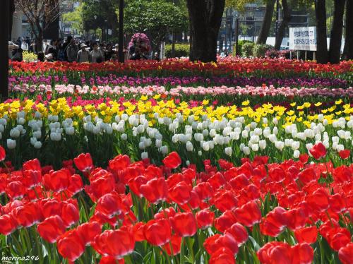 ガーデンネックレス横浜2023：春を感じる桜とチューリップ