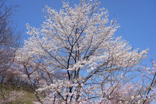 二本松城・夜ノ森の桜