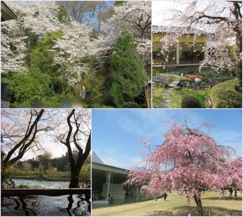 桜満開の金沢（１）ランチ＆市内をちょこっと観光して金沢犀川温泉 川端の宿 滝亭へ