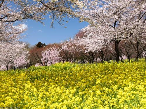 「みやぎ千本桜の森」のサクラと菜の花_2023_見事に満開、咲き揃って綺麗でした（前橋市）