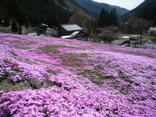 春山ゲレンデと桜と國田家の芝桜