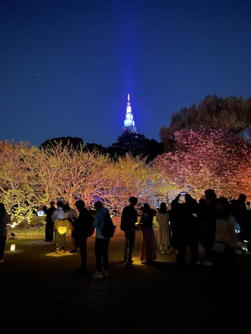 幻想的な桜のライトアップ　新宿御苑
