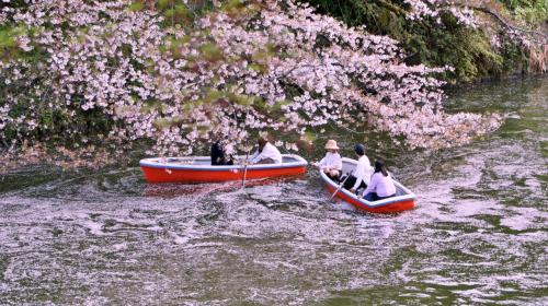 【東京の桜花見】七変化：NAKED桜の新宿御苑、千鳥ヶ淵の花筏、代々木公園で春満開
