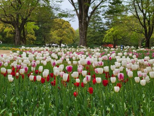 昭和記念公園、花巡り