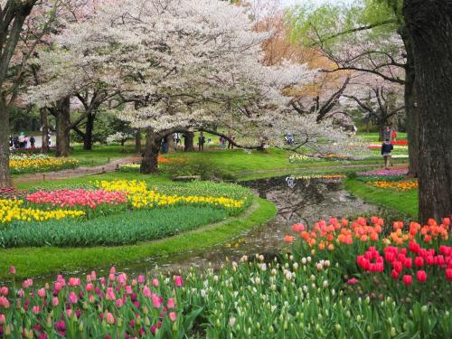 桜と菜の花と 少し早めのチューリップ  国営昭和記念公園