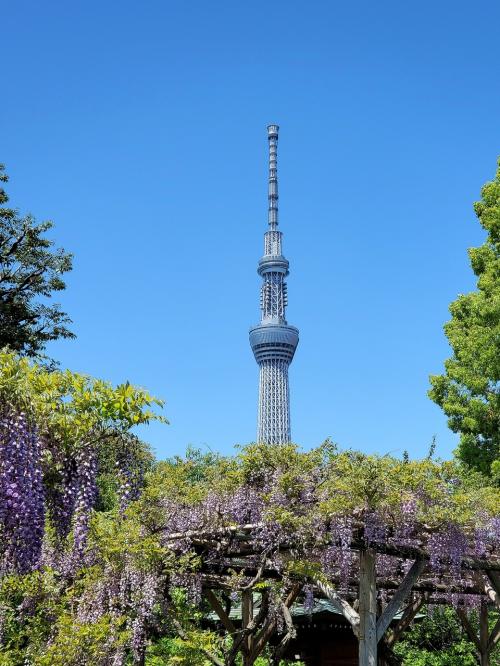 藤の花には青空が似合う！天神様の藤まつり