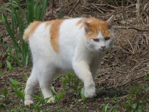 2022年4月のご近所花散歩