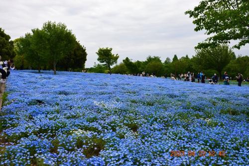 2023 都内『舎人（とねり）公園』に今年から登場したネモフィラを見に行ってみた