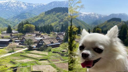 ペットと行く宿　北陸和倉温泉花ごよみ　４五箇山合掌集落の巻