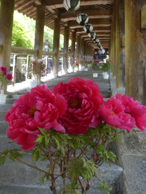 悠久の奈良、寺社巡り・花巡り