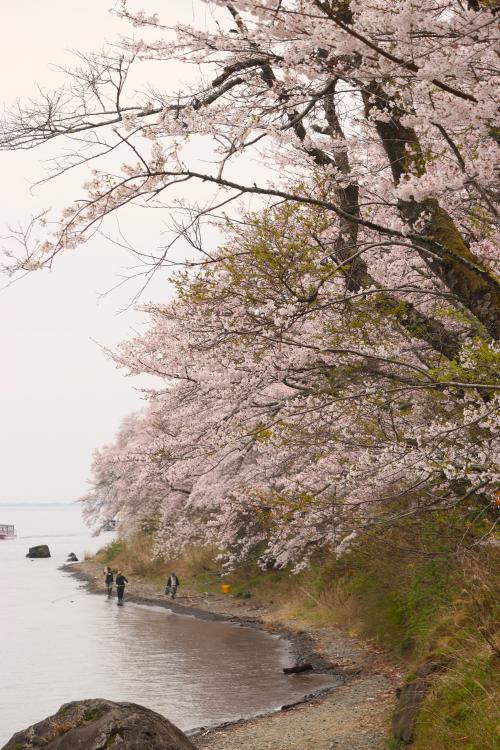 琵琶湖の桜を求めて（白髭神社・マキノメタセコイヤ・海津大崎・奥琵琶湖・余呉湖）