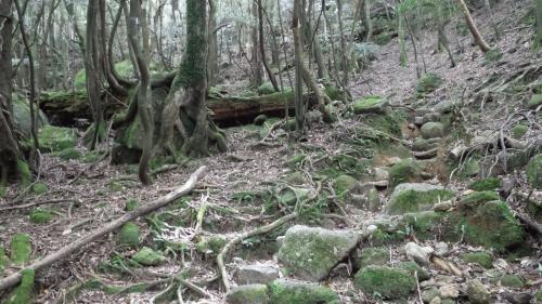 天候に恵まれ、宮之浦岳を歩き指宿に渡船して開聞岳をのぼる