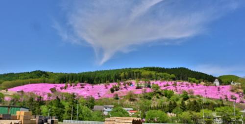 芝桜満開！花と香りの里　北海道滝上町を深堀り　定番から穴場まで