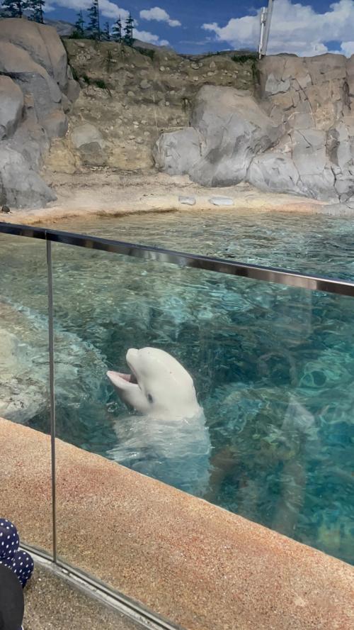 名古屋港水族館にベルーガを見に行くぞ＆シャチホコも見るぞ！と行ったら花火も見れた旅♡