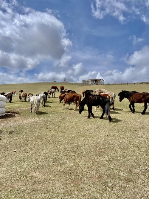 モンゴルの大草原を馬で駆け、遊牧民と触れ合う旅