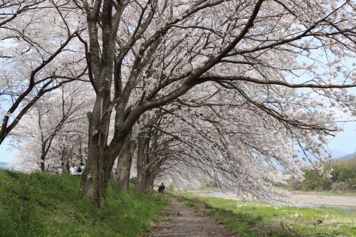 長浜市の北部を流れる高時川の桜並木