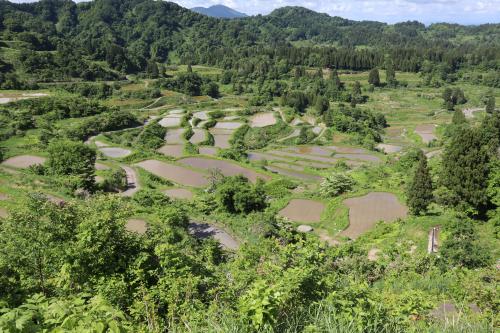 ミステリーツアー・・日本海を南下して笹川流れ・寺泊へ、十日町松代では野外ミュージアムと星峠の棚田を訪ねます。