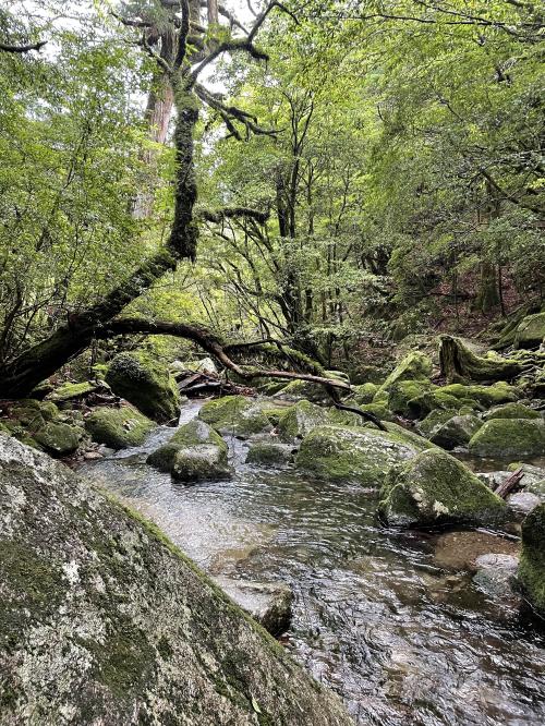 2023年5月　屋久島