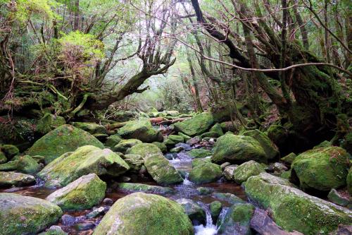 屋久島:晴れも雨も楽しめた縄文杉と白谷雲水峡とバスツアー