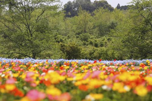 春のさとにわポピーネモフィラ芝桜