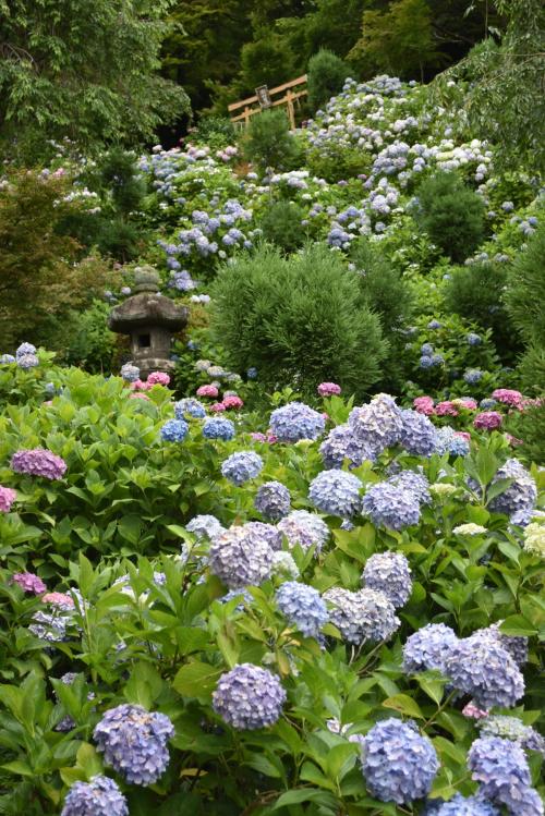 2023梅雨の京都・花を求めて西東　その１～西山善峯寺の紫陽花