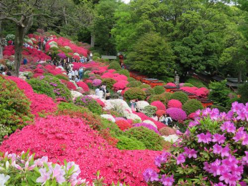 文京つつじまつり ｉｎ 根津神社♪～２０２３～