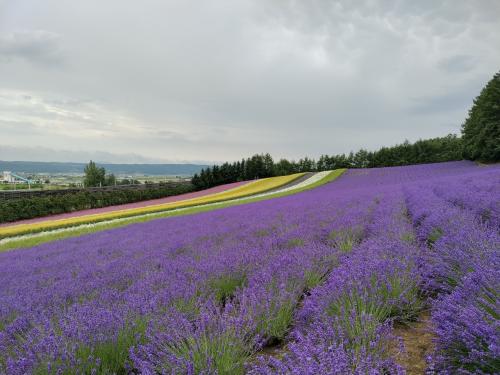 駆け込み全国旅行支援「HOKKAIDO LOVE割」で行く駅巡り&amp;お花畑巡り