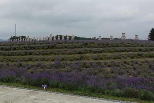 ラベンダー咲く7月の札幌【後編】真駒内滝野霊園、雪印パーラー、JALファーストクラスで羽田へ