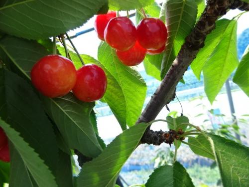 南東北3県の旅③　初めてのサクランボ狩り　天童温泉