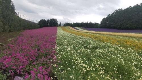 北海道へ人生初の一人旅②～富良野のラベンダー畑へ～