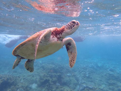 【3日目】屋久島3泊4日ゆるっと一人旅