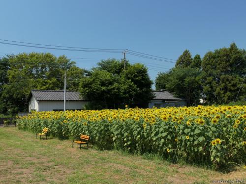 「重田家住宅」の（西隣の）ヒマワリ_2023_綺麗に咲き揃って見頃でした（群馬県・玉村町）