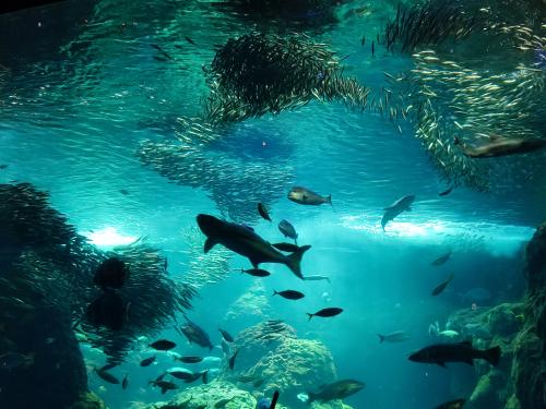 【新江ノ島水族館】夏は大混雑！刃物を持った不審者がいたこともありますが、いざ出陣！