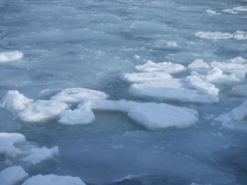 急遽・代打で流氷見に道東へ。「2：オーロラ号乗船・流氷リベンジ！＆北きつね牧場」