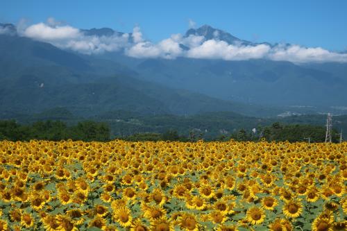 日照時間日本一の明野で太陽のようなひまわりに囲まれる&#127803;