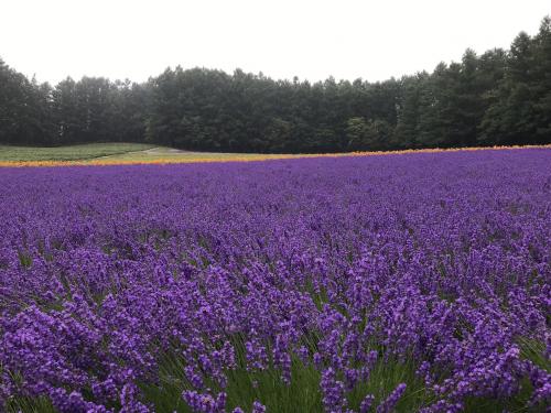 2023年富良野1泊2日の旅