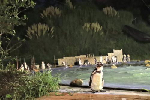完全復活ナイトズーフィナーレの埼玉こども動物自然公園（後編）コアラのソラくんの出勤＆夜明かりのペンギンヒルズ～レッサーパンダは終日リンちゃん