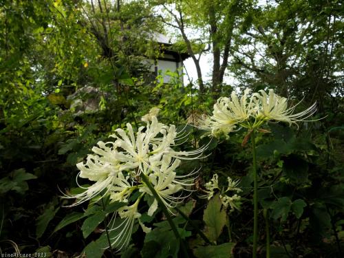 「常楽寺」の彼岸花_2023(3)_白い花は開花続き、早咲きの赤い花が咲き始めました（群馬県・太田市）