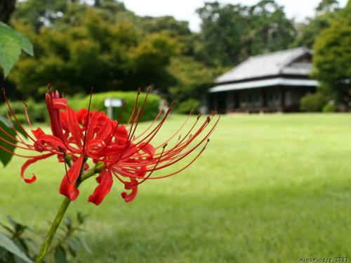 「つつじが岡第二公園」の彼岸花_2023_芽が出始めていて、花も咲き始めました（群馬県館林市）