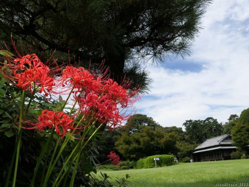 「つつじが岡第二公園」の彼岸花_2023(2)_芽が半分くらい出揃って花が咲きました（群馬県・館林市）